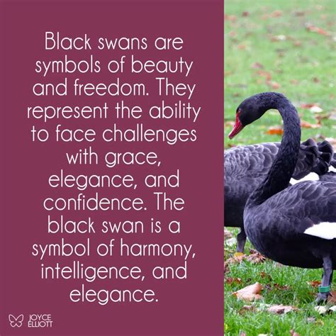 The Black Swan: A Symbol of Transformation and Rebirth