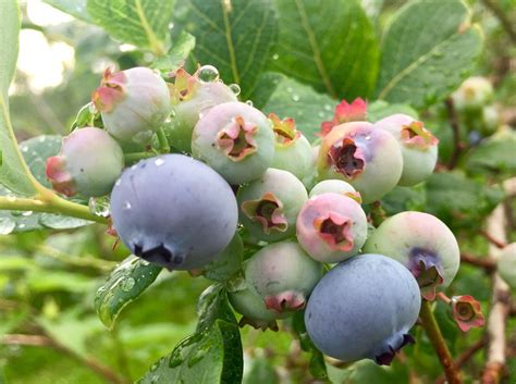 The Blueberry Season: An Annual Delight