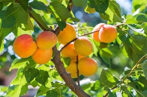 The Botanical Origins of Golden Apricots