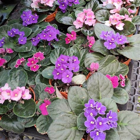 The Breathtaking Assortment of African Violets