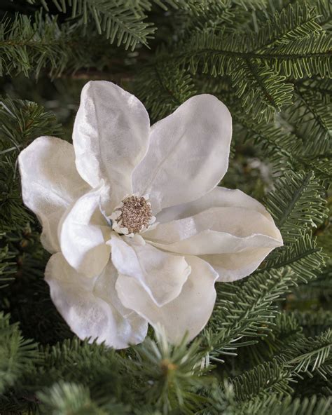 The Breathtaking Elegance of Ivory Magnolias