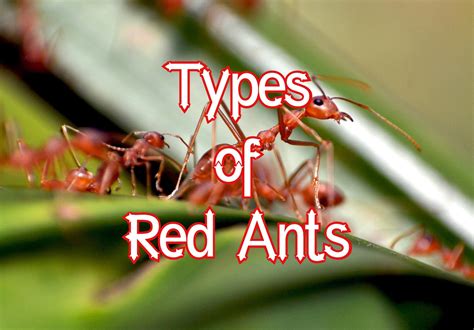 The Bright Hues of Ants: An Indication of Vigor and Enthusiasm