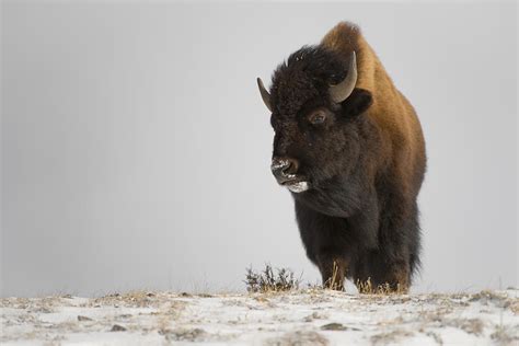 The Buffalo's Leadership: Decoding the Power Structure
