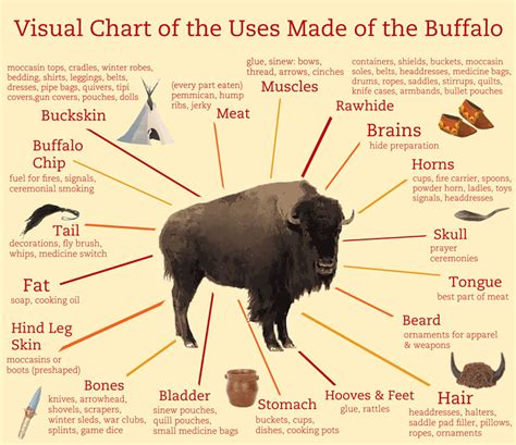The Buffalo's Significance throughout American History and Its Relevance Today