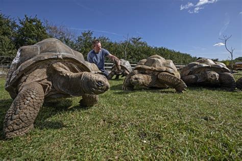 The Captivating Allure of Gigantic Tortoises