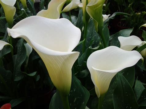 The Captivating Aroma of the Ivory Zantedeschia