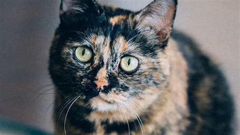 The Captivating Legacy of Tortoiseshell Within the Realm of Dreams