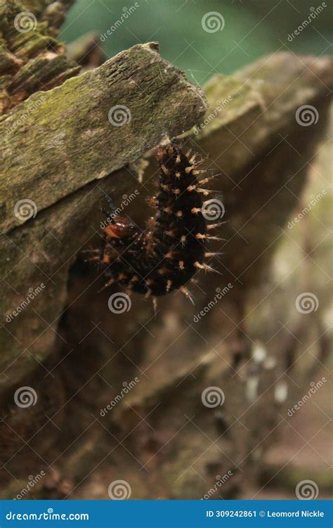 The Captivating Metamorphosis Journey of a Caterpillar