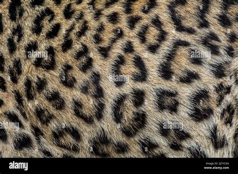 The Captivating Splendor: Deciphering the Singular Fur Pattern of the Panthera Pardus