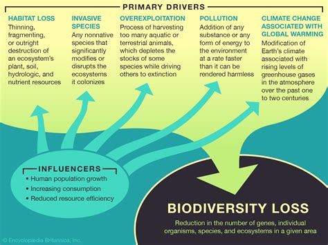 The Catastrophic Impact on Ecosystems and Biodiversity