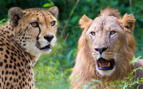 The Challenges they Encounter: Conservation Attempts for Lions and Cheetahs