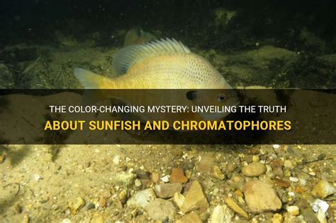 The Chromatophores: Unveiling the Key to Transparency