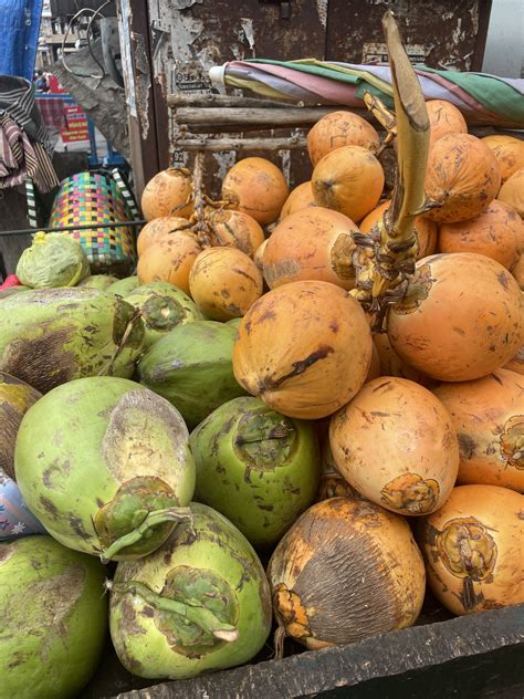 The Circle of Life: Transformative Meanings of Decayed Coconuts