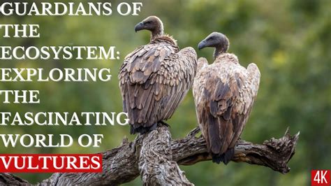 The Circle of Life: Vultures as Ecosystem Guardians