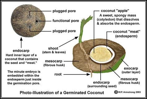 The Coconut's Dual Nature: Exploring the Physical and Figurative Aspects of This Fruit