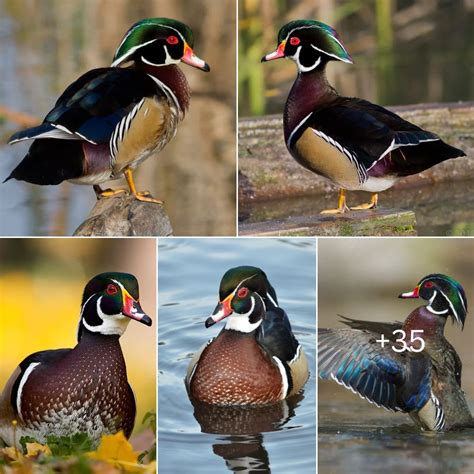 The Colorful Plumage of Ducks: Nature's Masterpieces