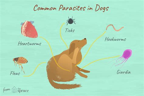 The Common Triggers of Dreams Involving Parasites on Canines