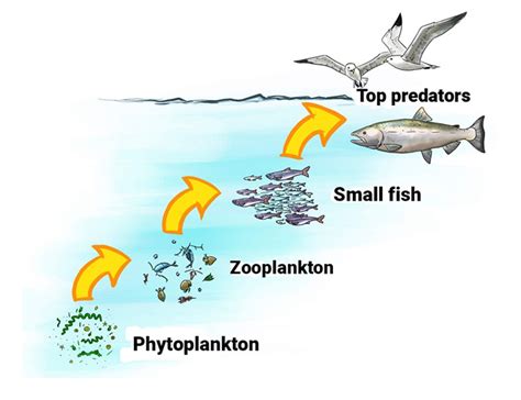 The Connection Between Aquatic Avian Creatures and Inner Serenity