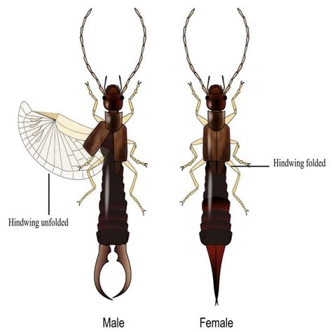 The Connection Between Bug Visions and Personal Evolution