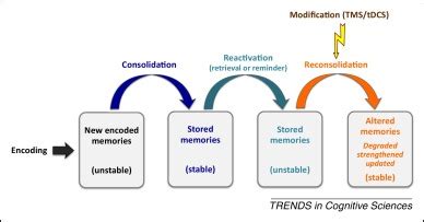 The Connection Between Dreams and Memory Reconsolidation