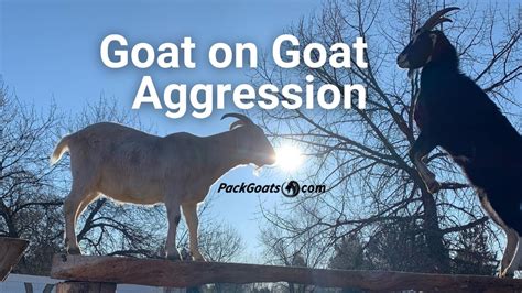 The Connection Between Goat Aggression in Dreams and Real-life Challenges