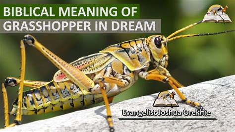 The Connection Between Grasshoppers and Personal Growth in Dreams