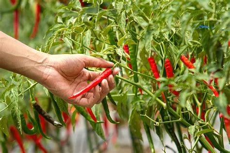 The Connection Between Harvesting Peppers and Personal Growth in Dreams