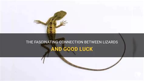 The Connection Between Lizards and Emesis in the Realm of Dream Analysis