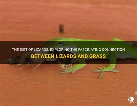 The Connection Between Lizards and Transformation