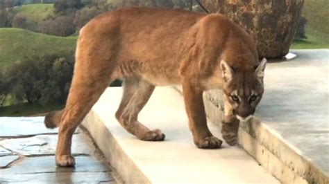 The Connection Between Personal Experiences and Interpreting Intrusive Encounters with a Mountain Lion