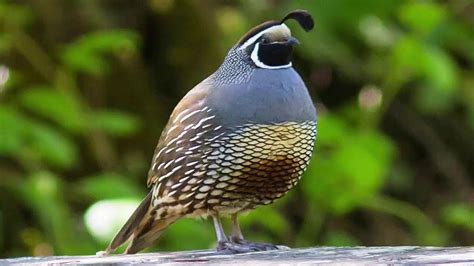 The Connection Between Quail Dreams and Personal Relationships