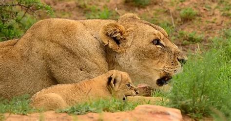 The Connection Between the Lioness and Cub: A Bond Built on Love and Protective Instincts