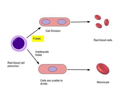 The Connection between Blood and Vitality