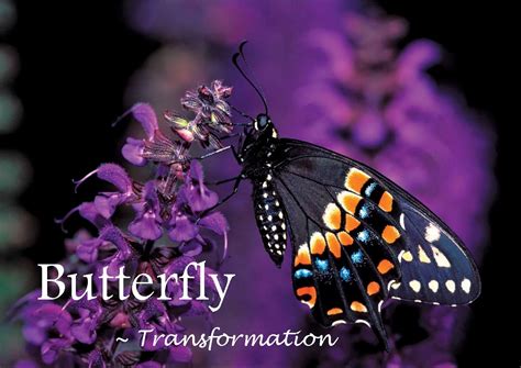 The Connection between Butterflies and Transformation