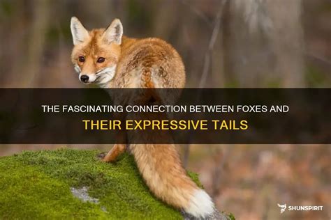 The Connection between Chasing Foxes in Dreams and Pursuing Personal ambitions