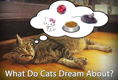 The Connection between Dreams, Kittens, and Nourishment