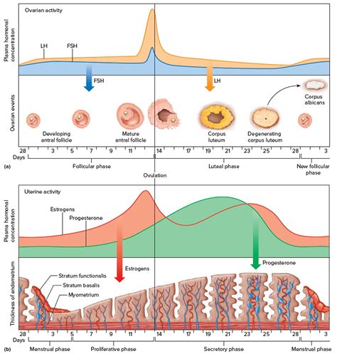 The Connection between Dreams of Ovaries Detaching and Personal Relationships