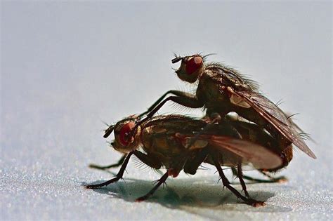 The Connection between Flies and Anxieties