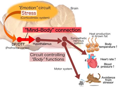 The Connection to Anxiety: Exploring the Psychological Interpretations