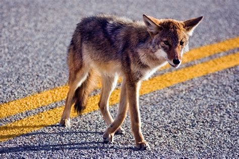 The Coyote as a Messenger: Exploring the Possible Meanings