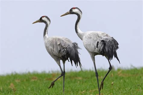 The Crane as a Potent Symbol for Longevity and Immortality