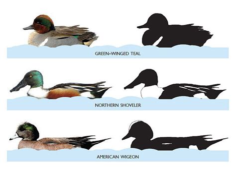 The Critical Status of Certain Duck Species