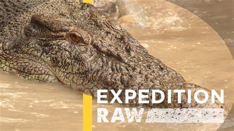 The Crocodile's Shadow: A Startling Encounter in the Wilderness