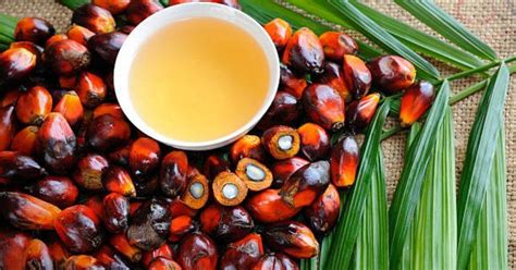 The Culinary Uses and Nutritional Benefits of Palm Nuts