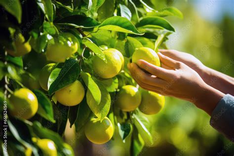 The Cultivation and Harvesting of Citrus Limon