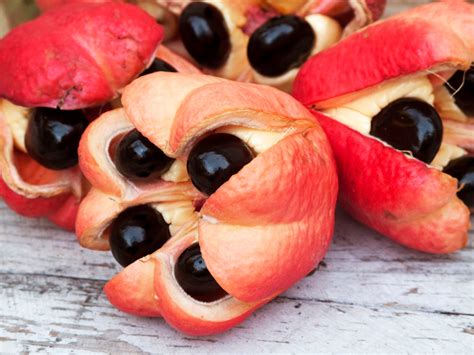 The Cultural Importance of the Ackee Tree in Jamaican Folklore