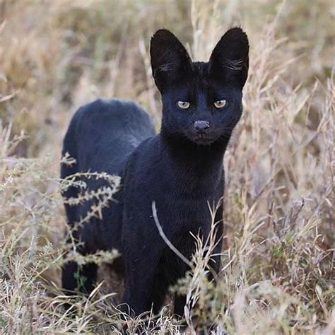 The Cultural Perspectives and Superstitions Surrounding Melanistic Felines and Dreams