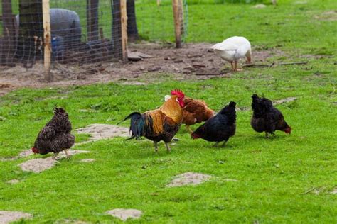 The Cultural Significance of Chicken Exchange in Varied Societies