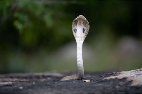 The Cultural Significance of Cobras in Dream Symbolism