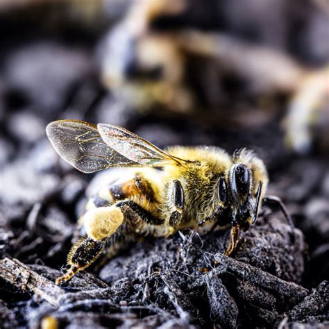 The Cultural Significance of Dreaming About Deceased Bees